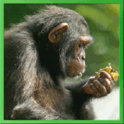 Quebra-Cabeça – Chimpanzé
