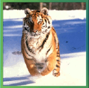 Quebra-Cabeça – Tigre